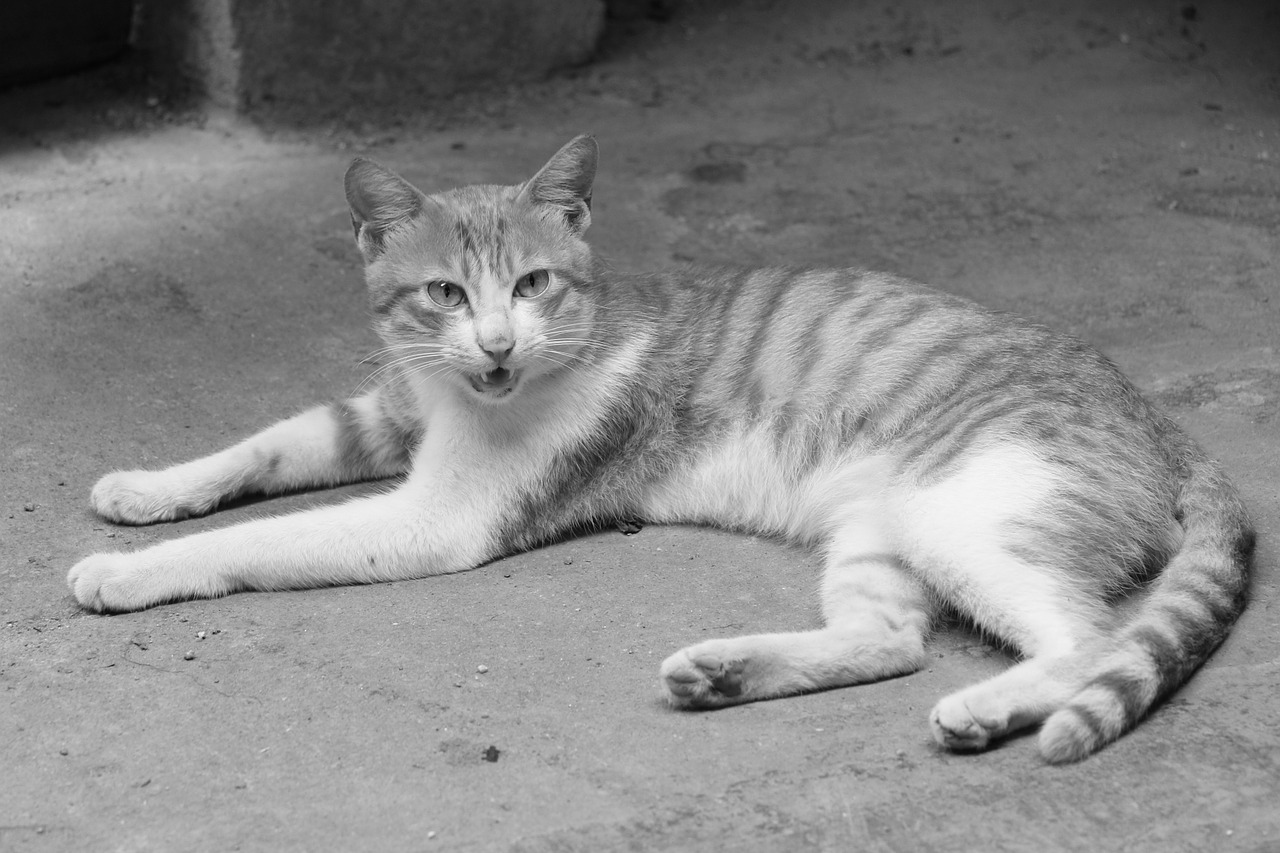 cat kitty small fresh free photo