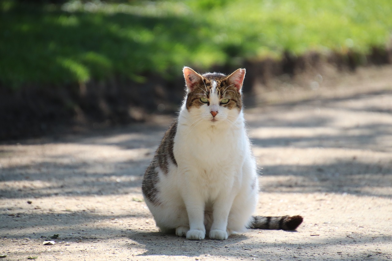 cat  sitting  road free photo