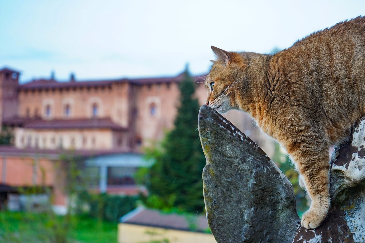 cat  cat european  agility free photo