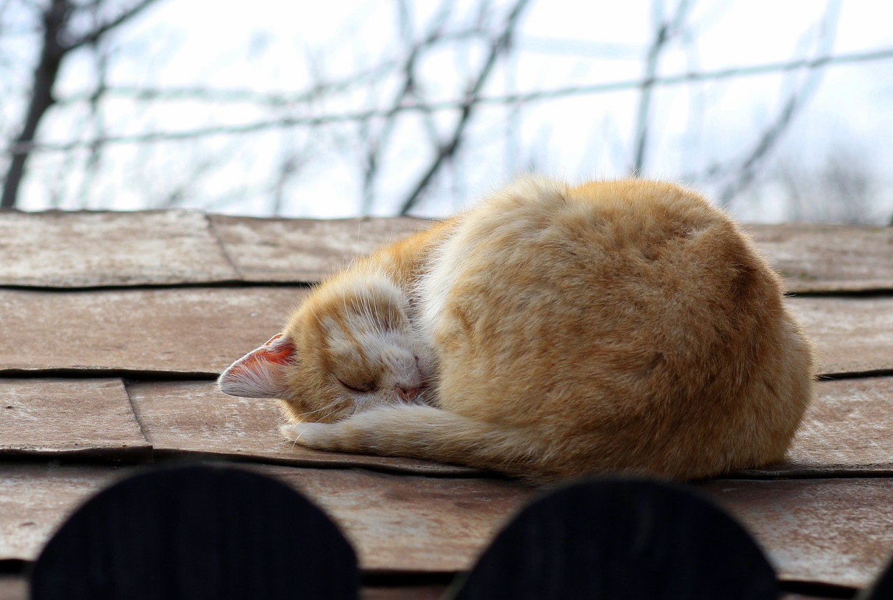 cat  sleep  roof free photo