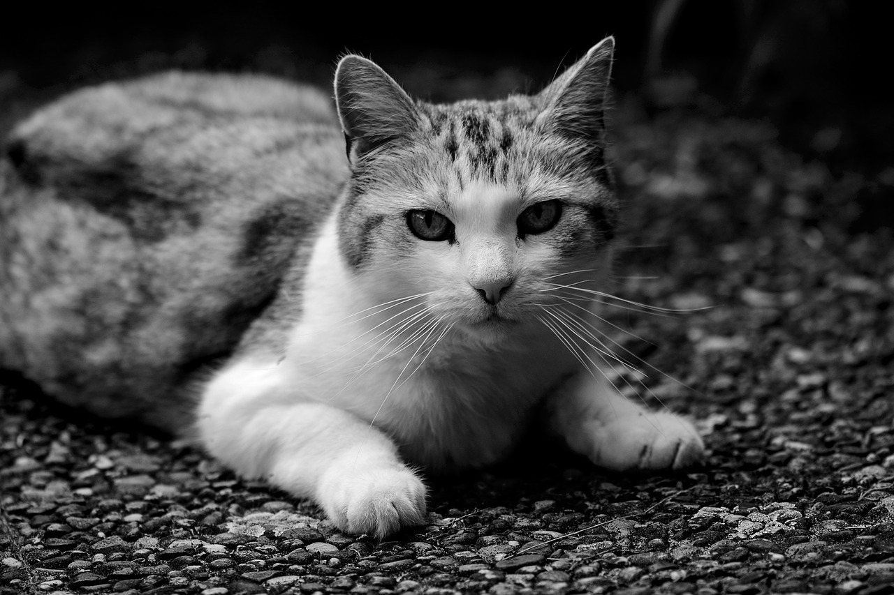 cat  pet  domestic cat free photo