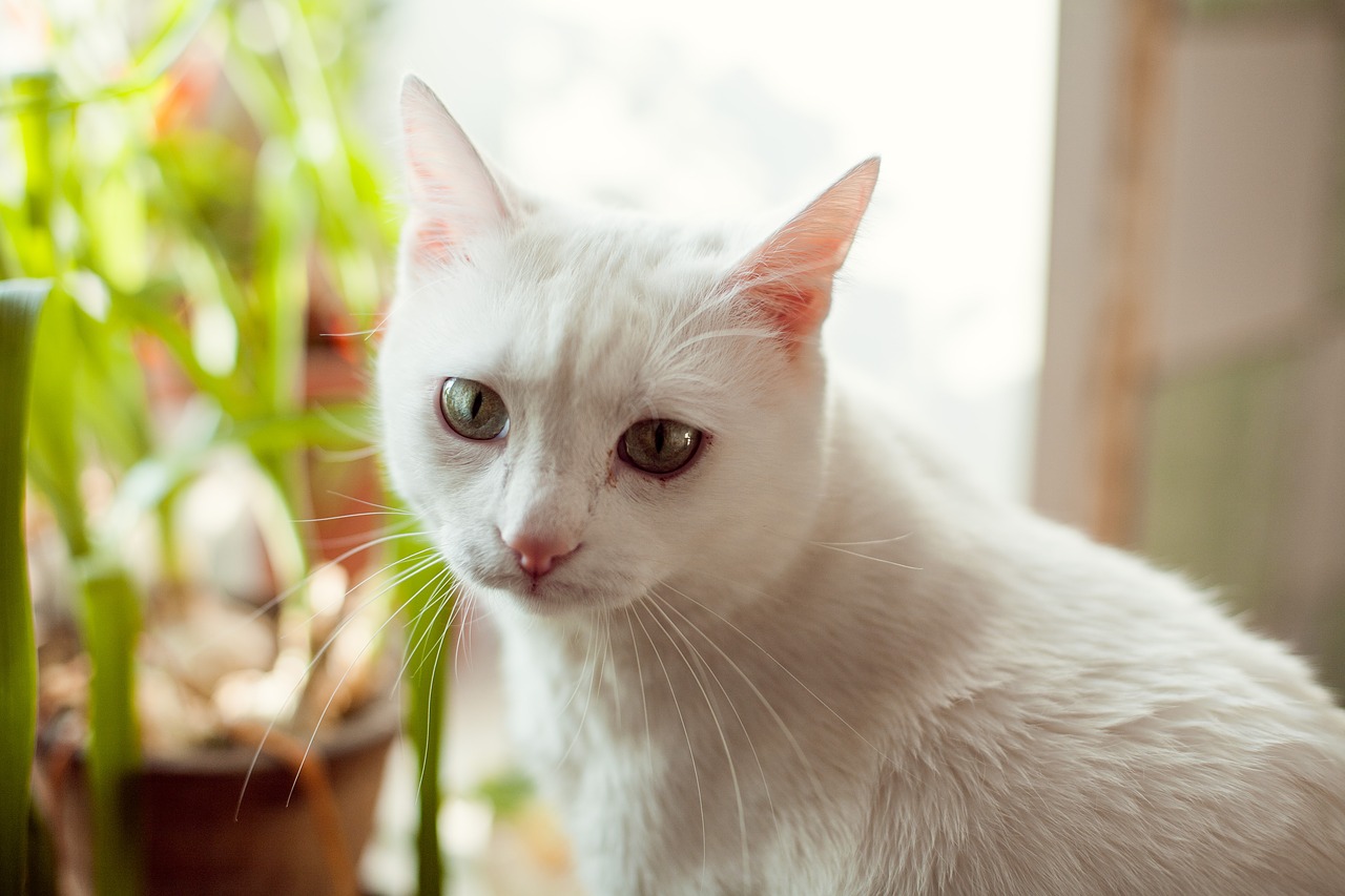 cat  white  kitten free photo