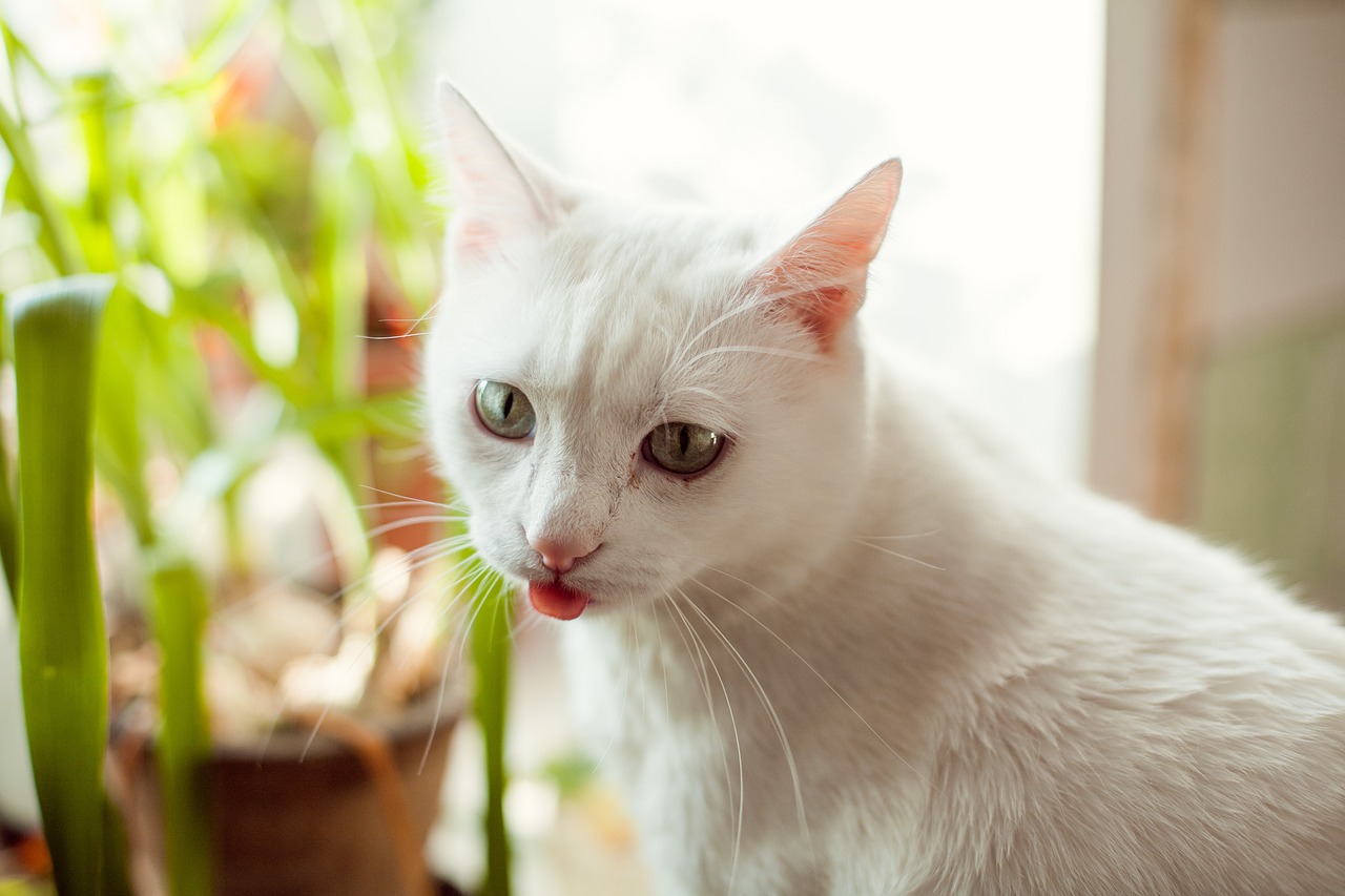 cat  white  kitten free photo