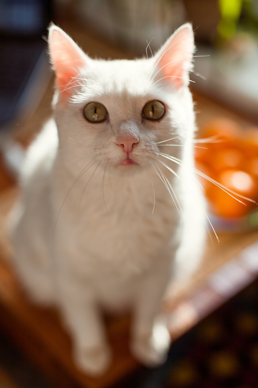 cat  white  kitten free photo