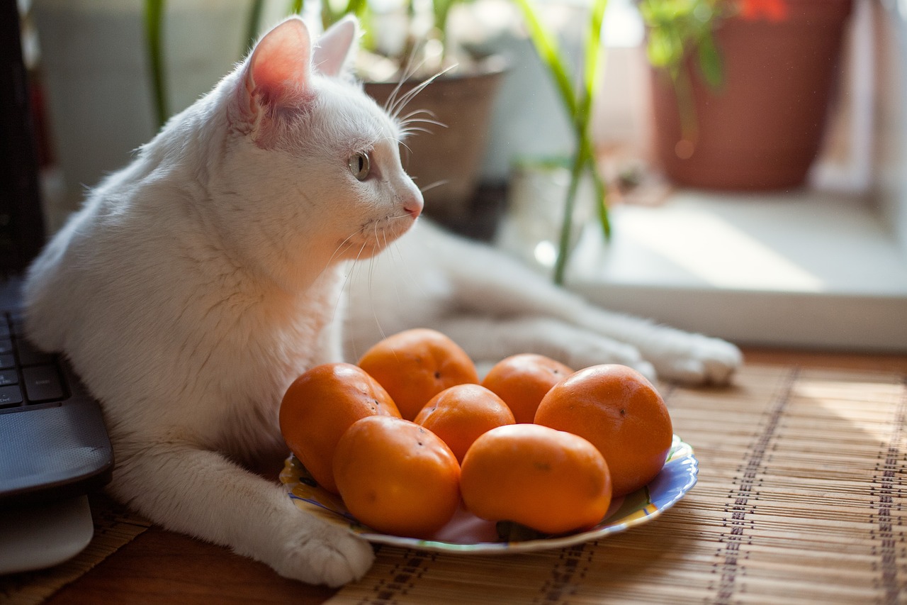 cat  white  kitten free photo