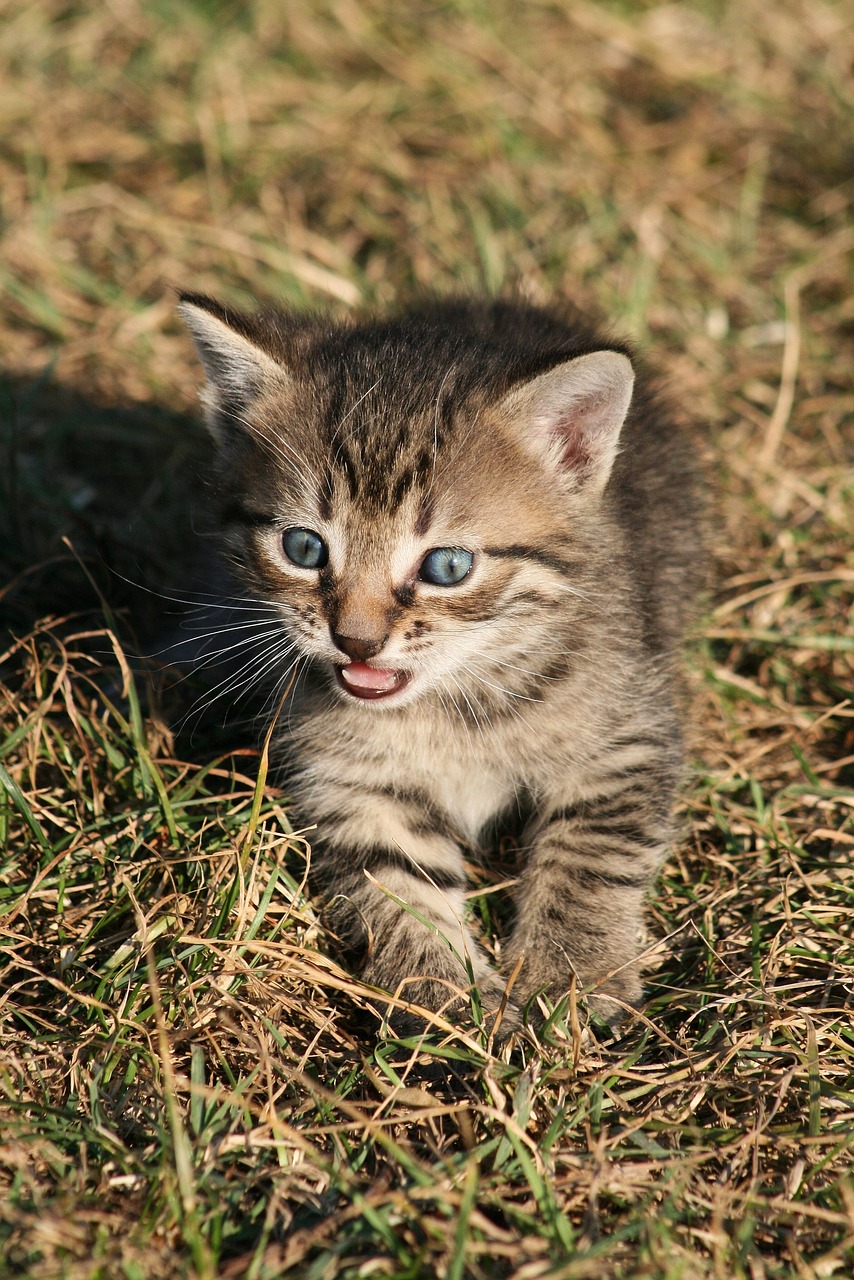 cat  kitty  kitten free photo