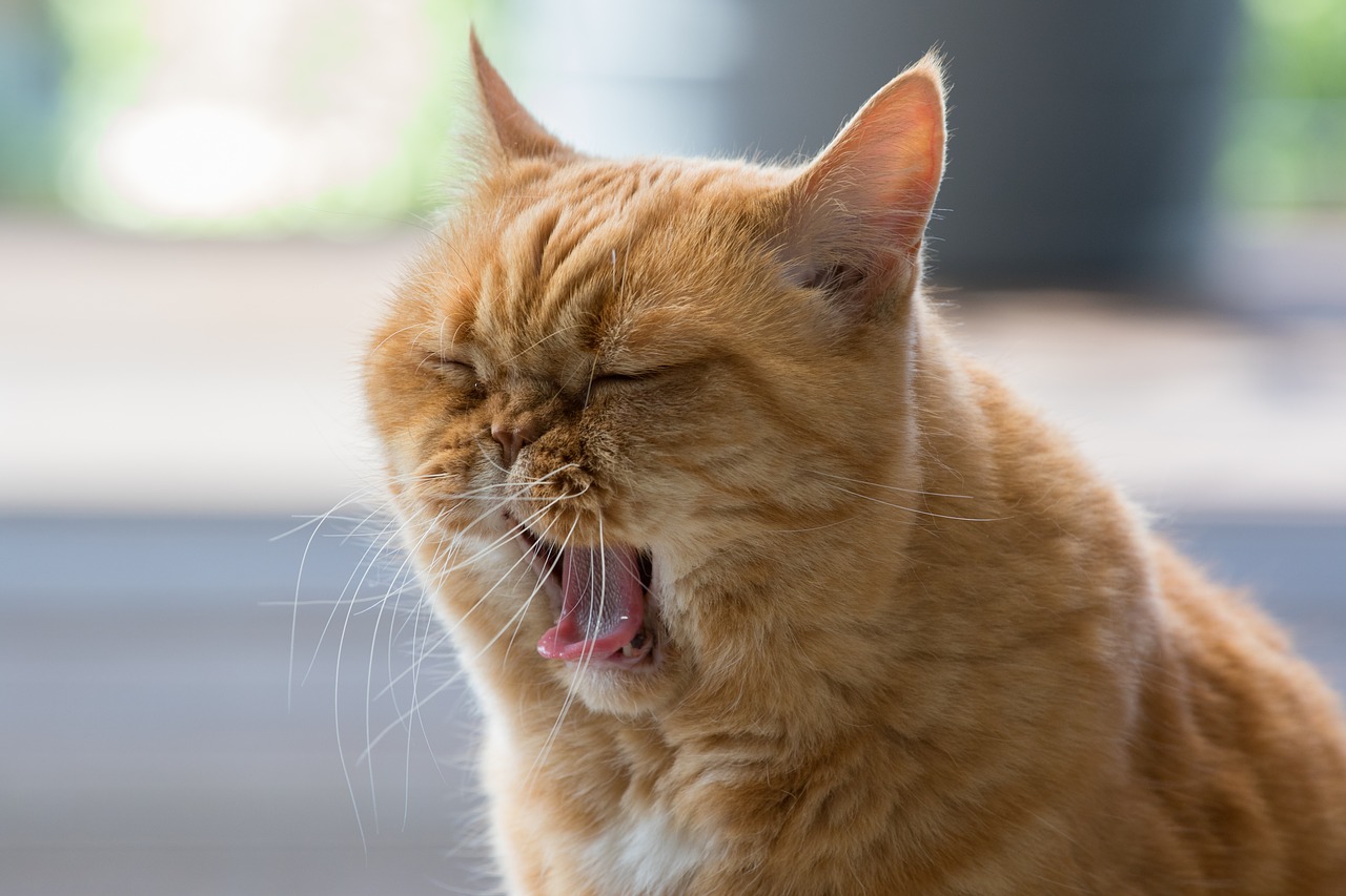 cat  tongue  british shorthair free photo