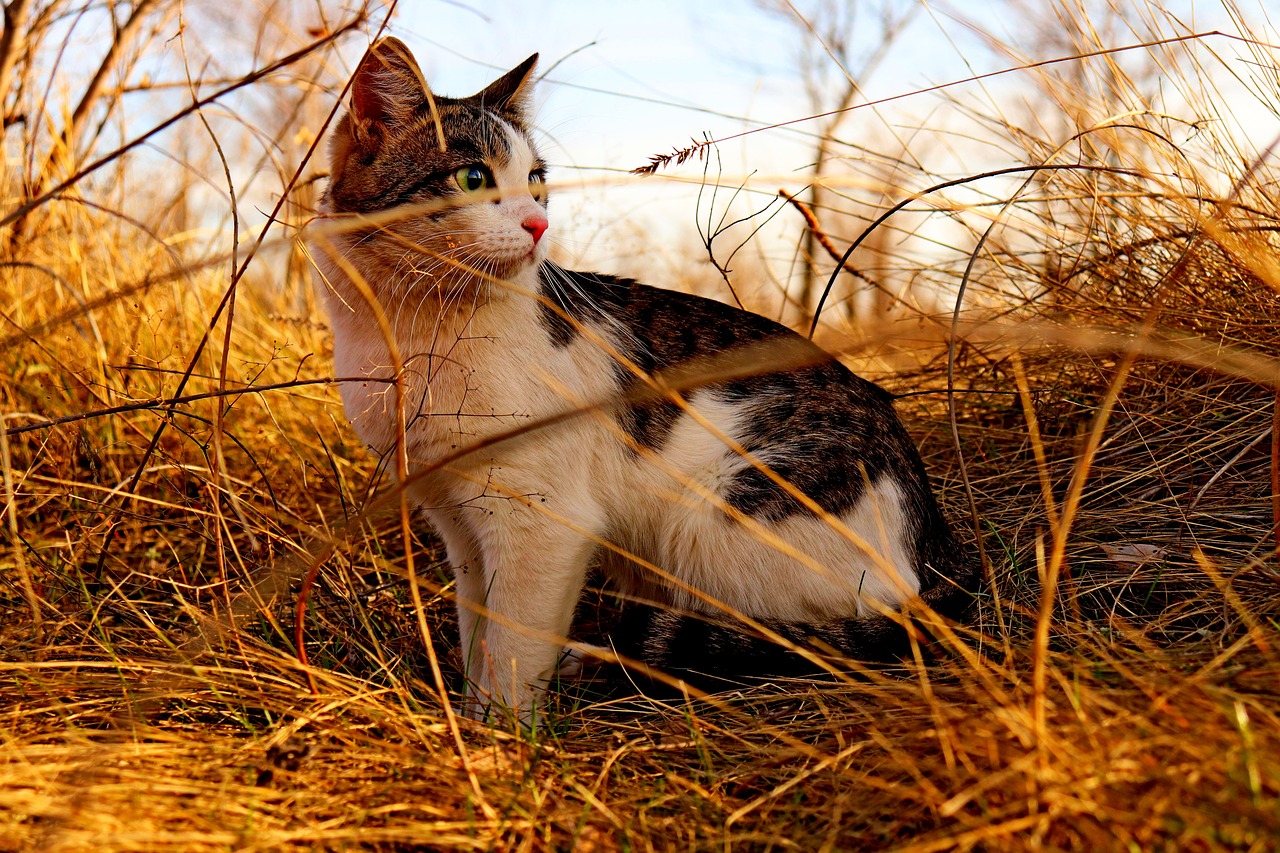 cat  animal  nature free photo