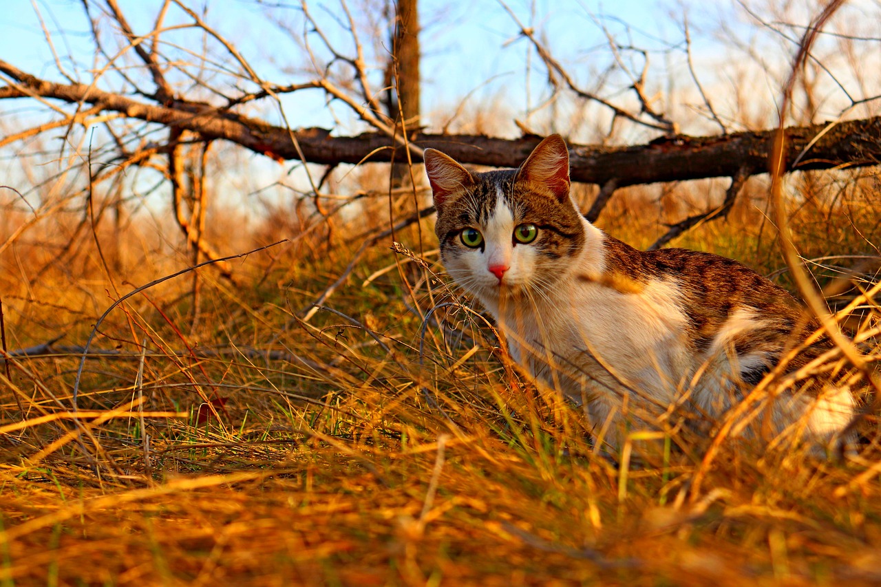 cat  animal  nature free photo