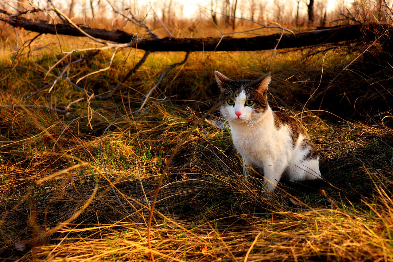 cat  animal  nature free photo