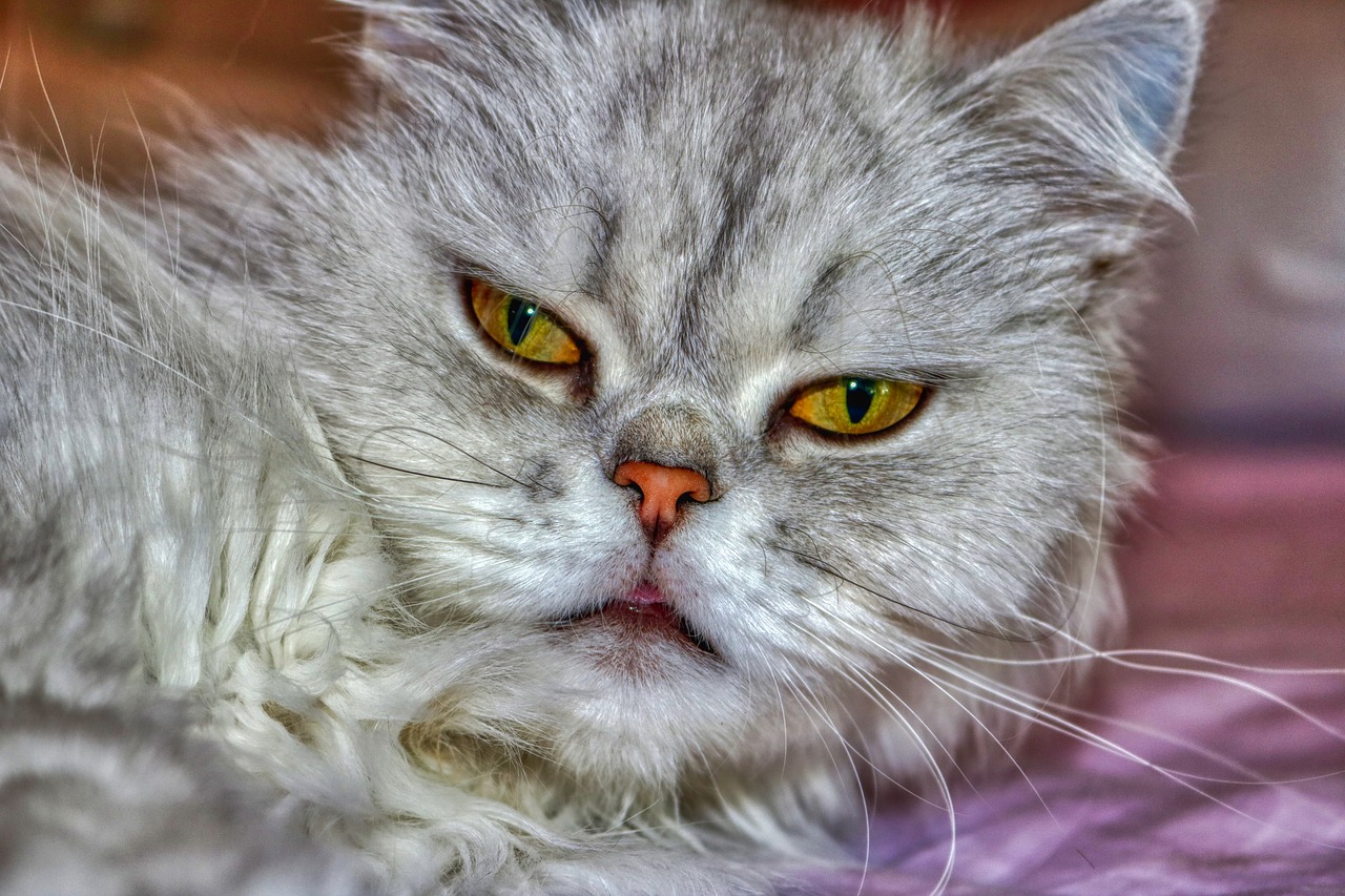 cat  persian  fluffy free photo