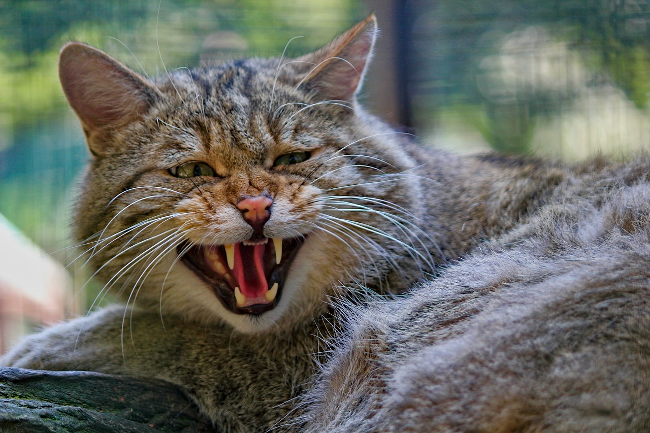 cat  wild  beast free photo