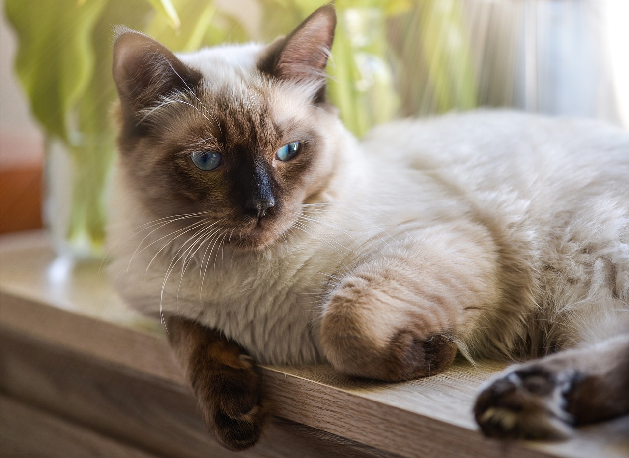 cat  ragdoll  resting free photo