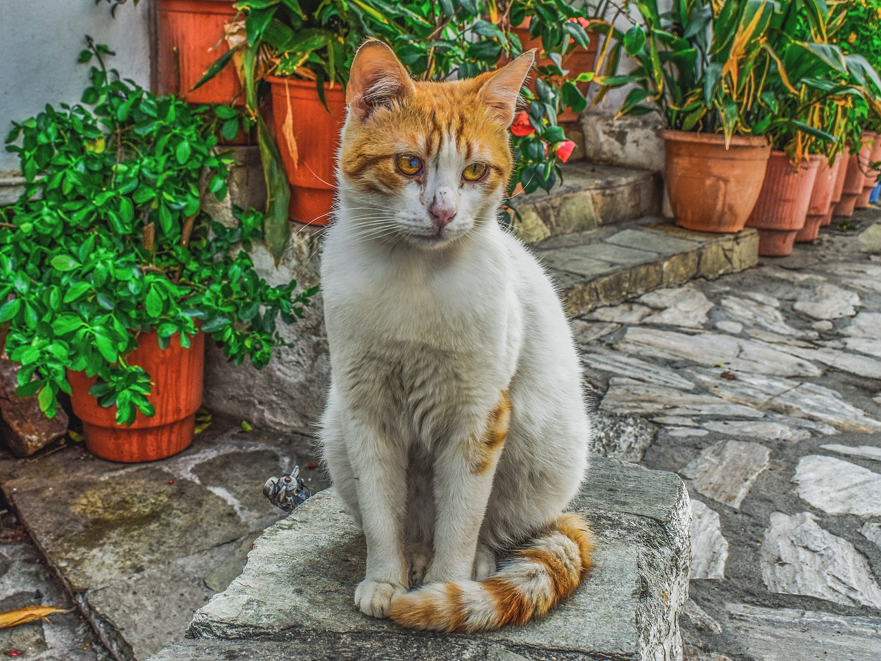 cat  stray  animal free photo