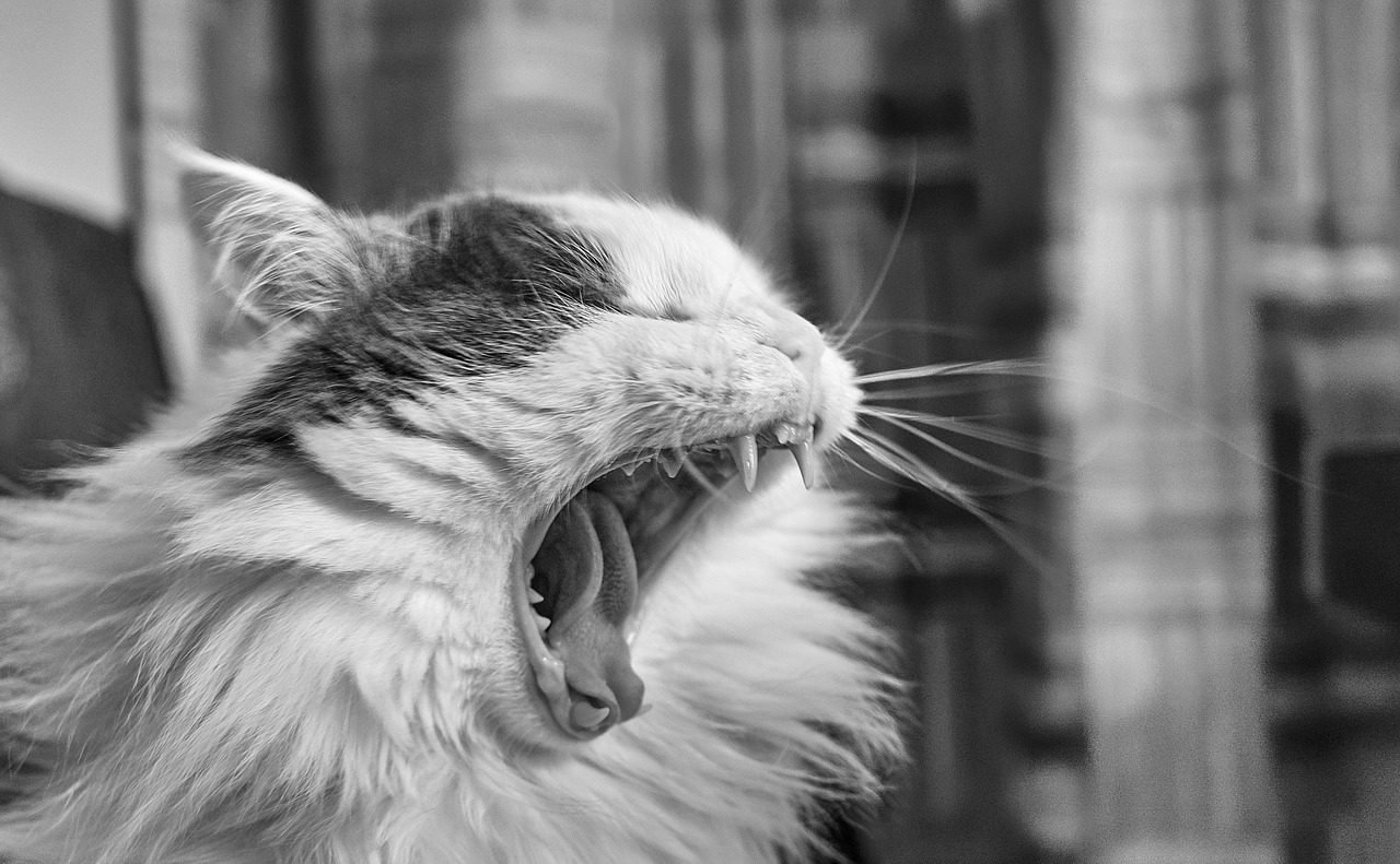 cat  yawning cat  animal free photo
