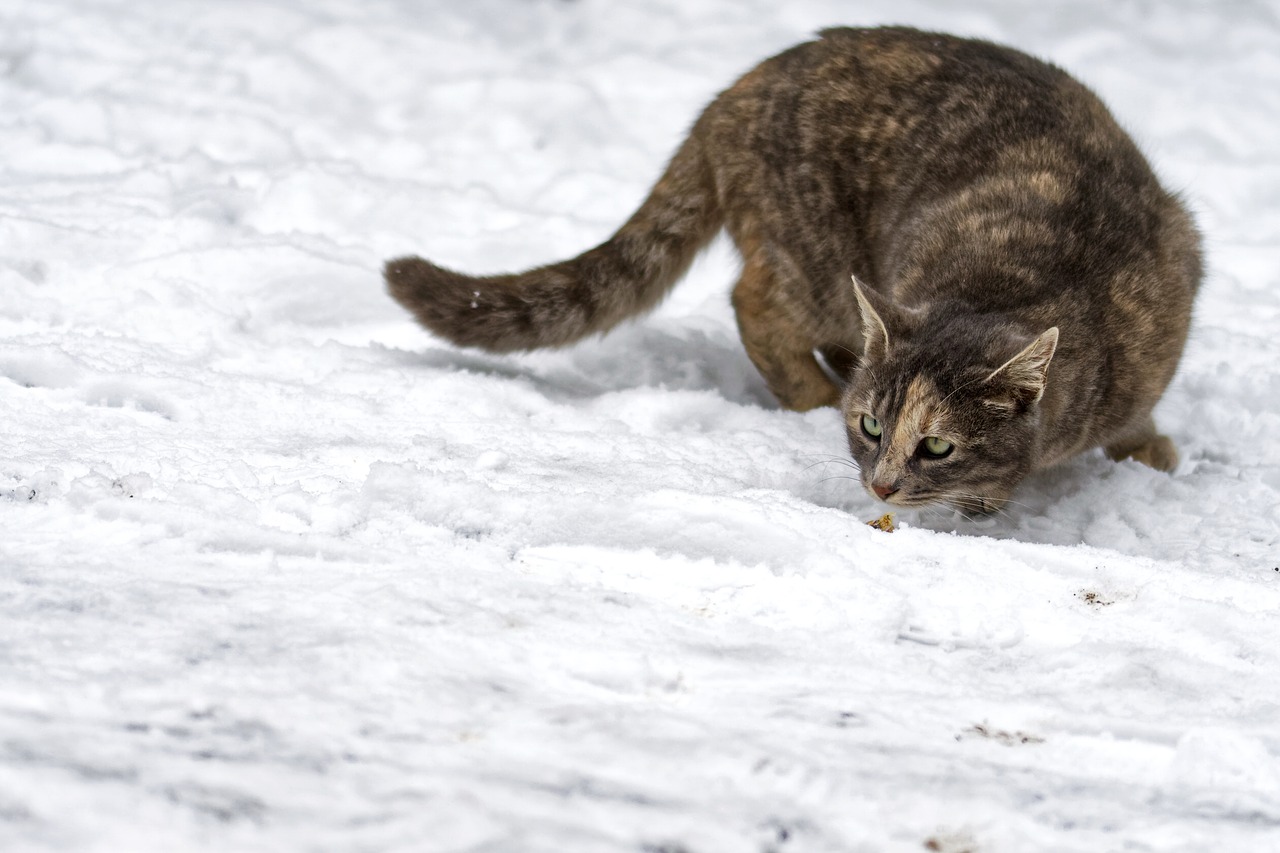 cat  feline  winter free photo