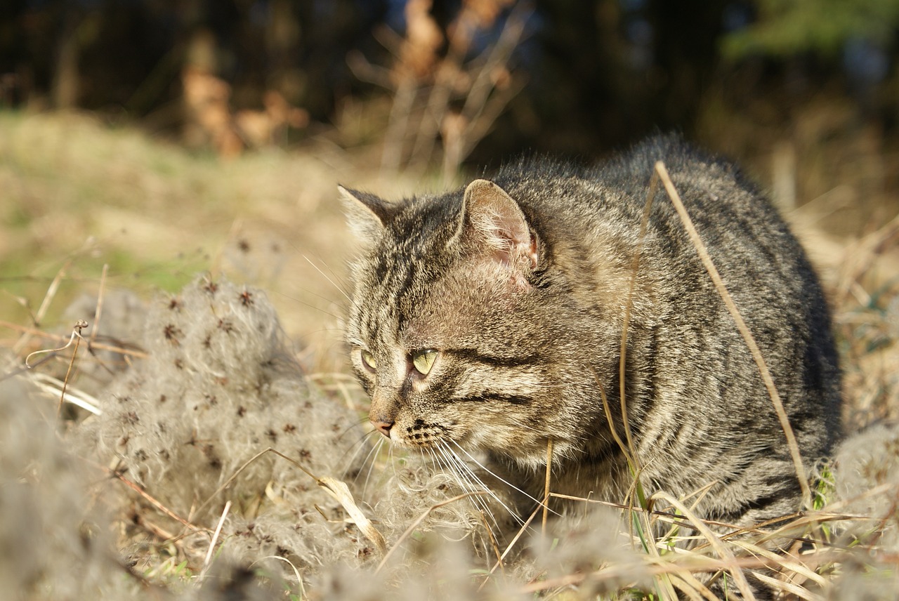 cat  hunter  feline free photo