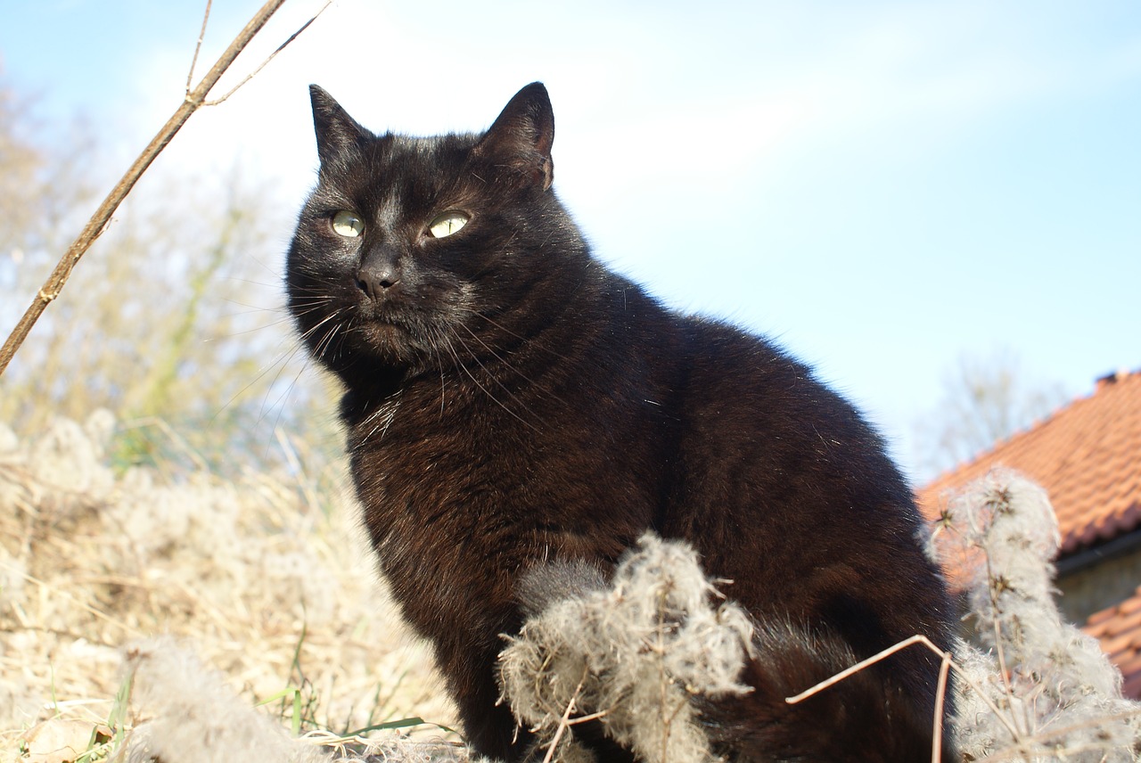 cat  black  angry free photo