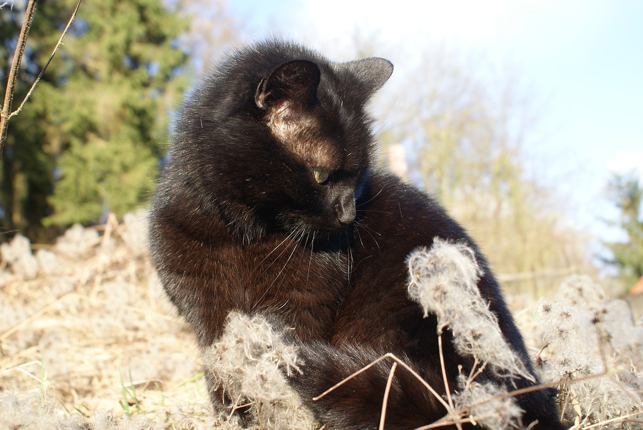 cat  black  feline free photo