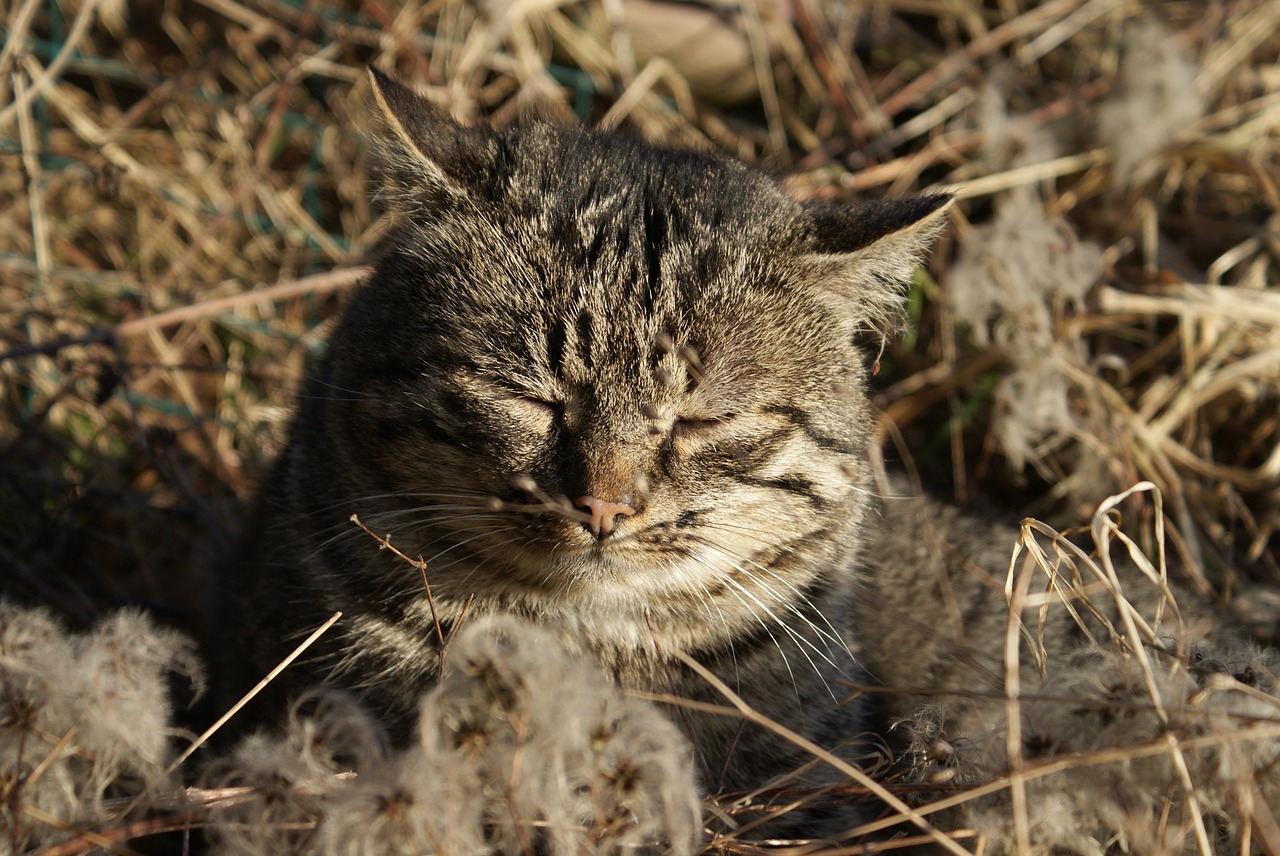 cat  wild  rest free photo