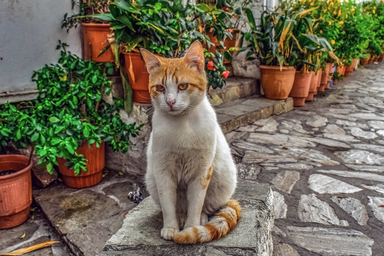 cat  stray  animal free photo