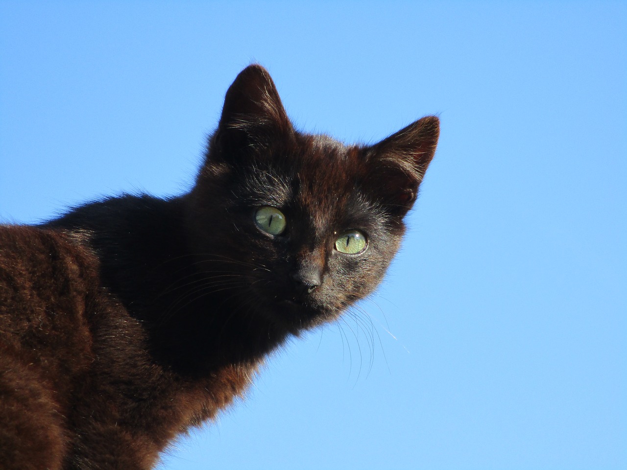 cat  black  sky free photo