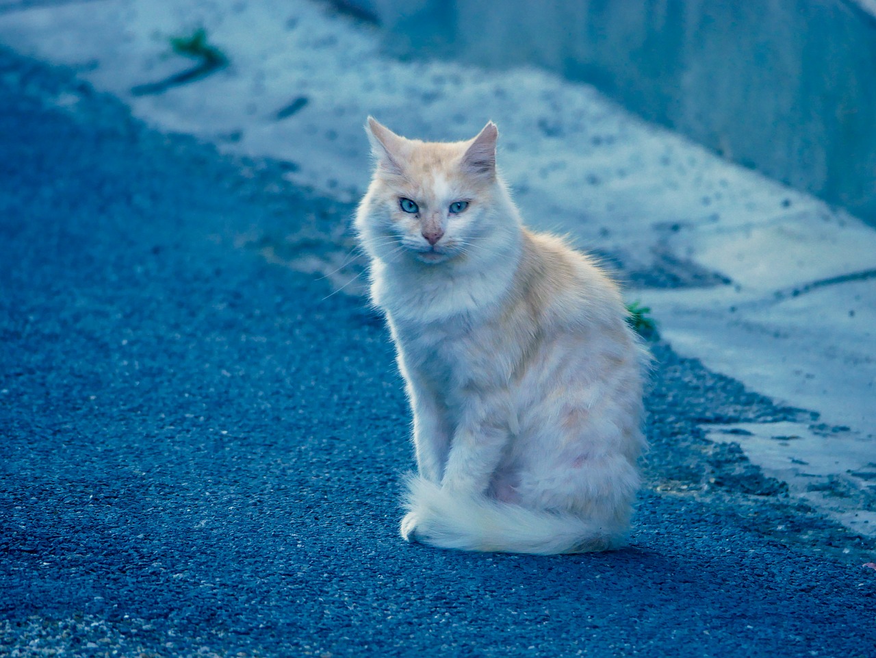 cat  street  calm free photo