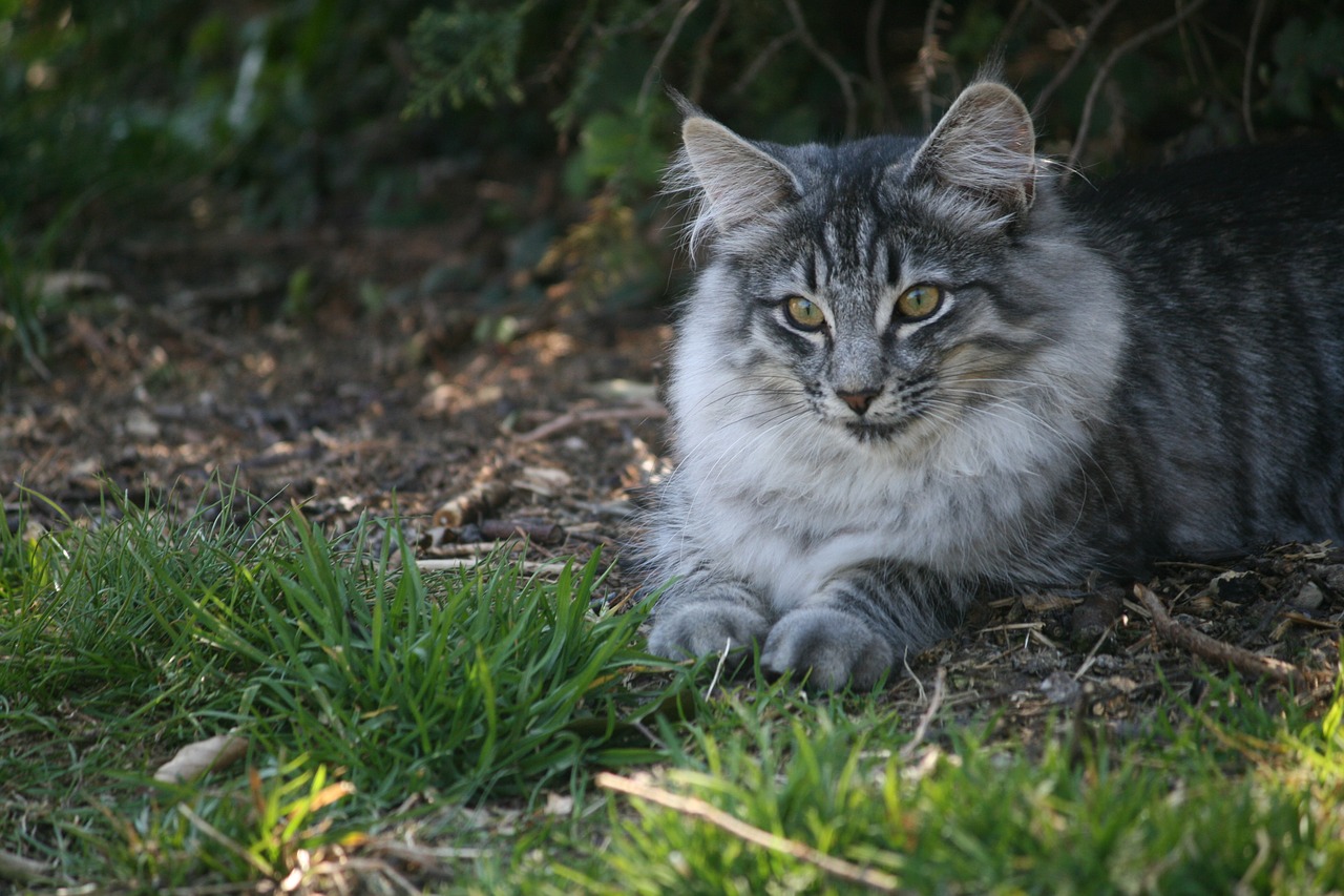 cat  attentive  cute free photo