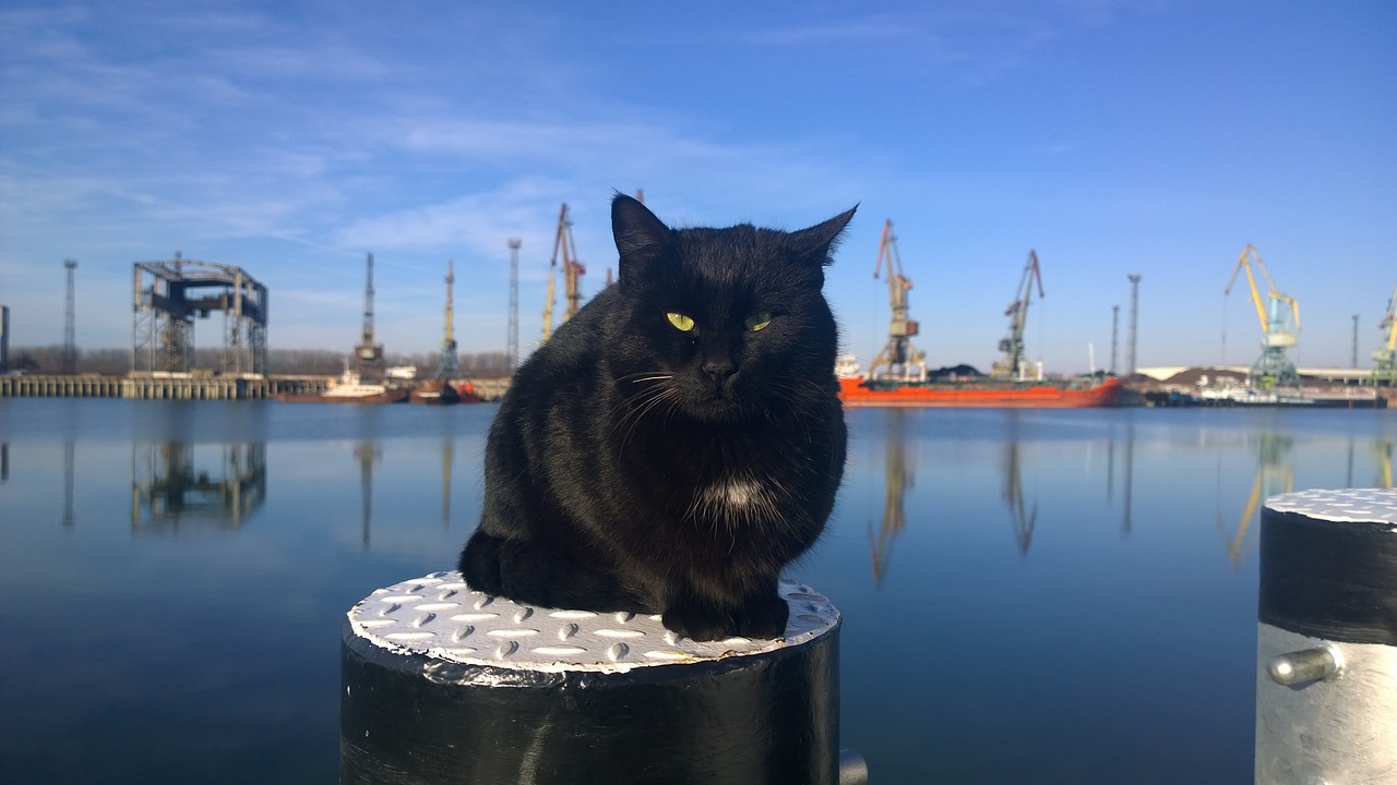 cat  bollard  port free photo