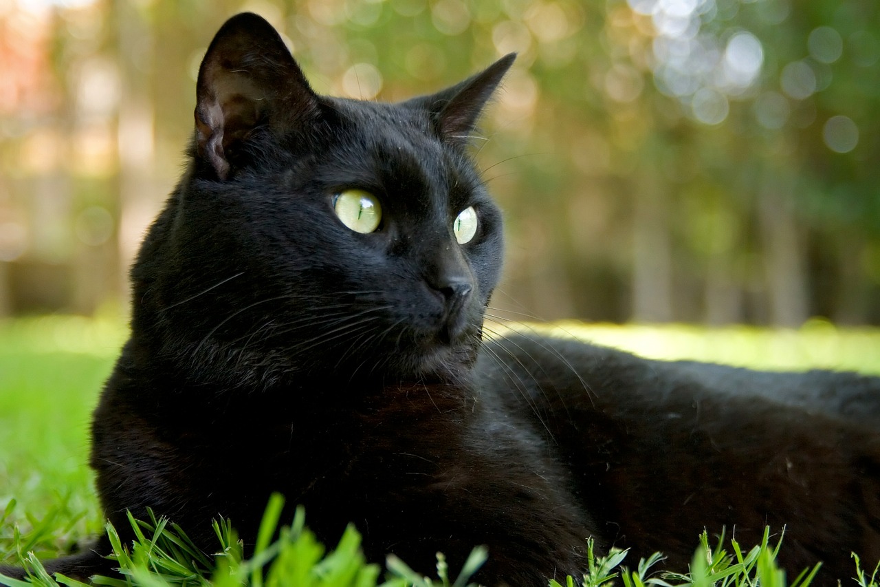 cat black feline free photo