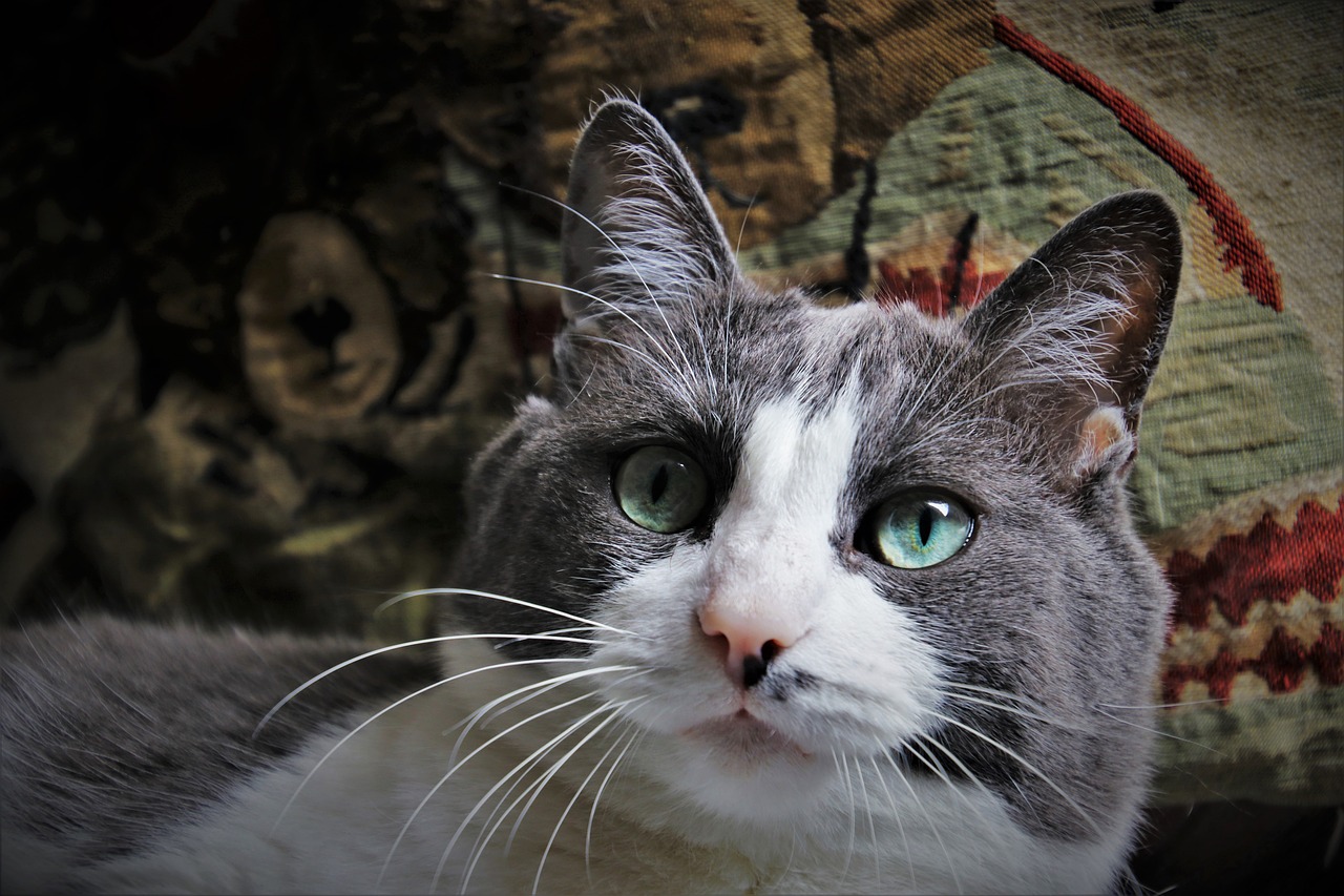 cat  mustache  head free photo