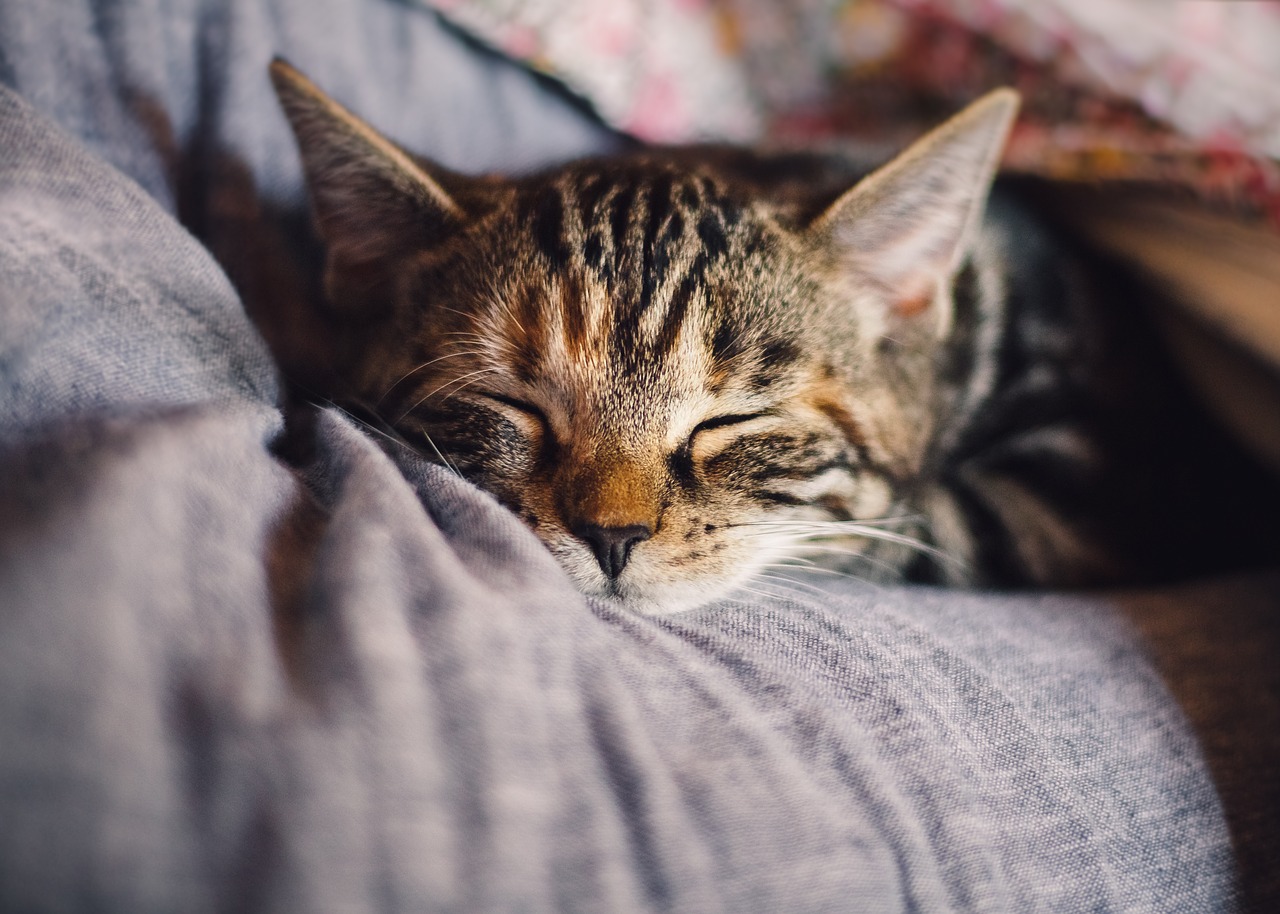 cat  domestic cat  sleep free photo