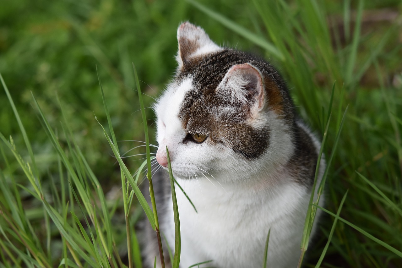 cat  european cat  alley cat free photo