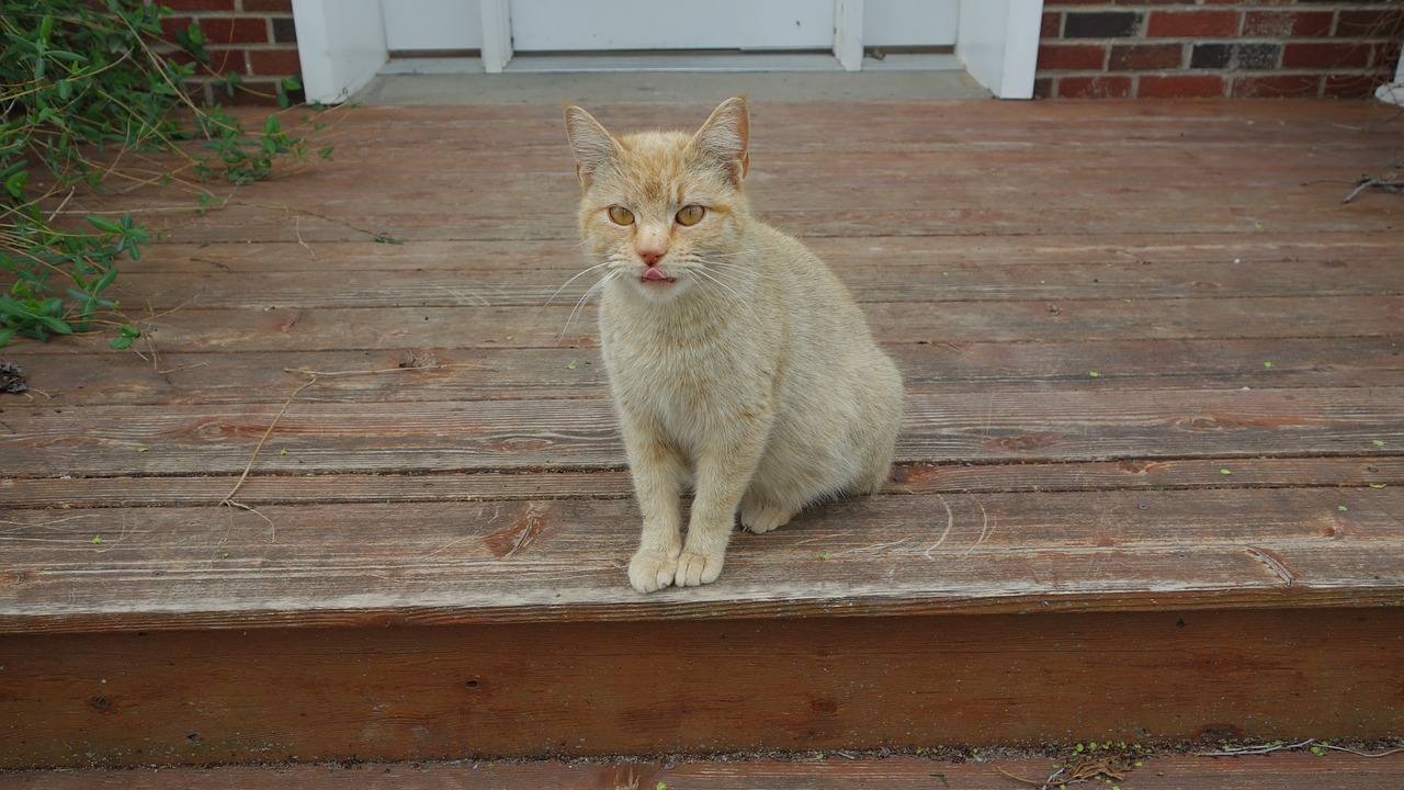 cat  orange  porch free photo