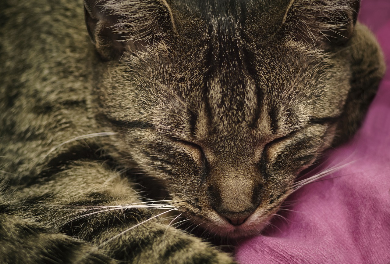 cat  sleepy  dream free photo