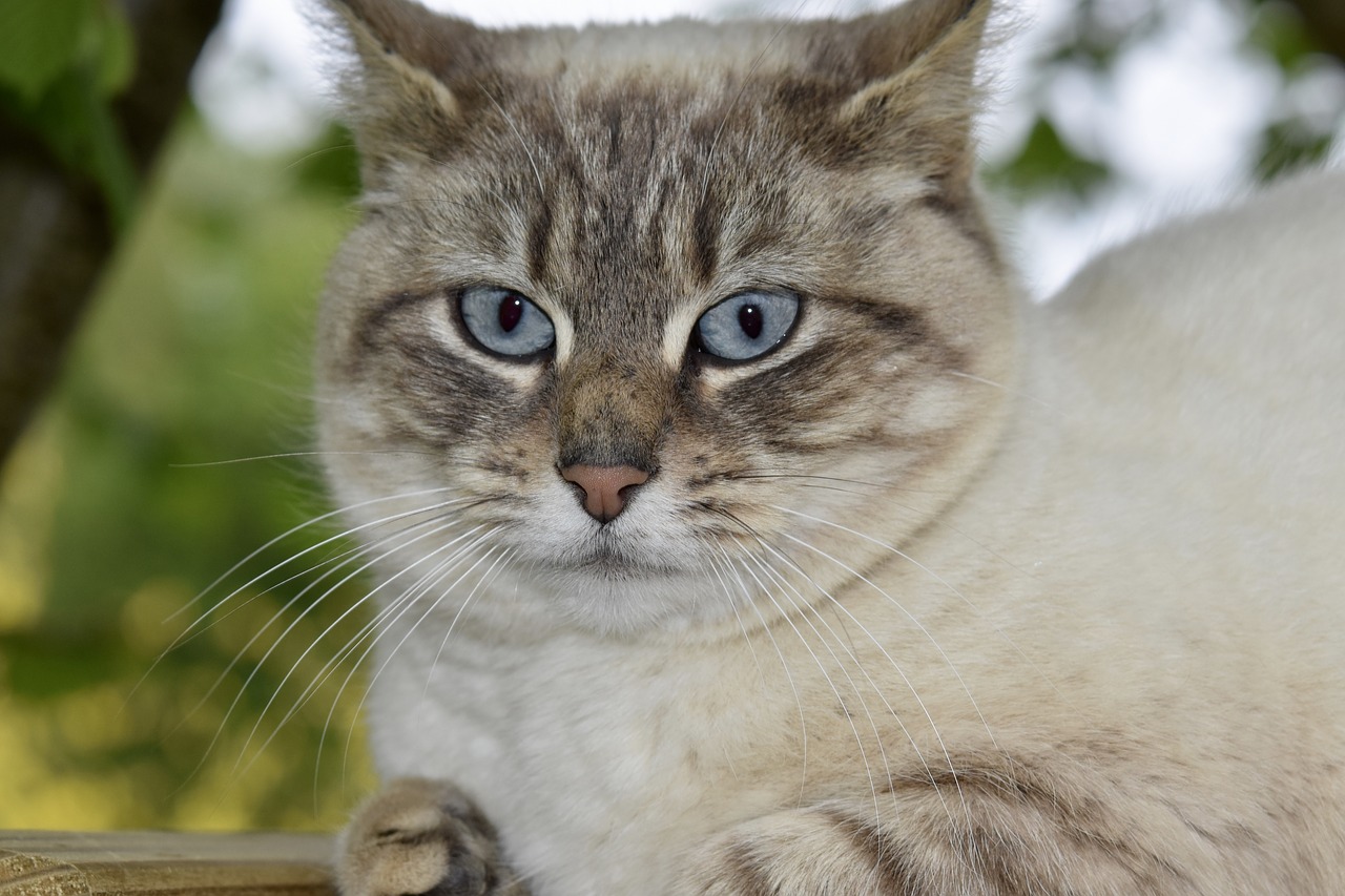 cat  cat blue eyes  animal free photo