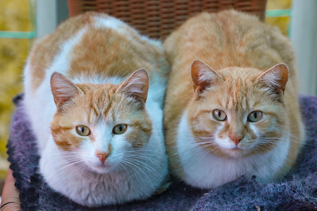 cat  redhead  couple free photo