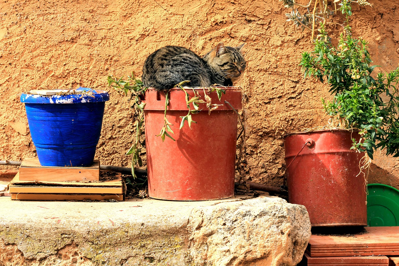 cat  flowerpot  flowers free photo