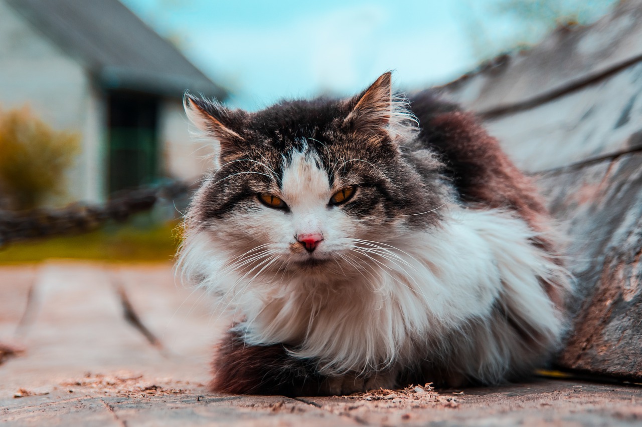 cat  fluffy  mysterious free photo