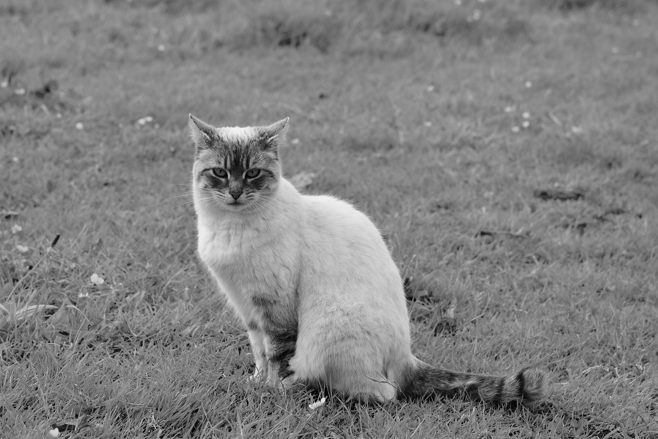 cat  photo black white  alley cat free photo