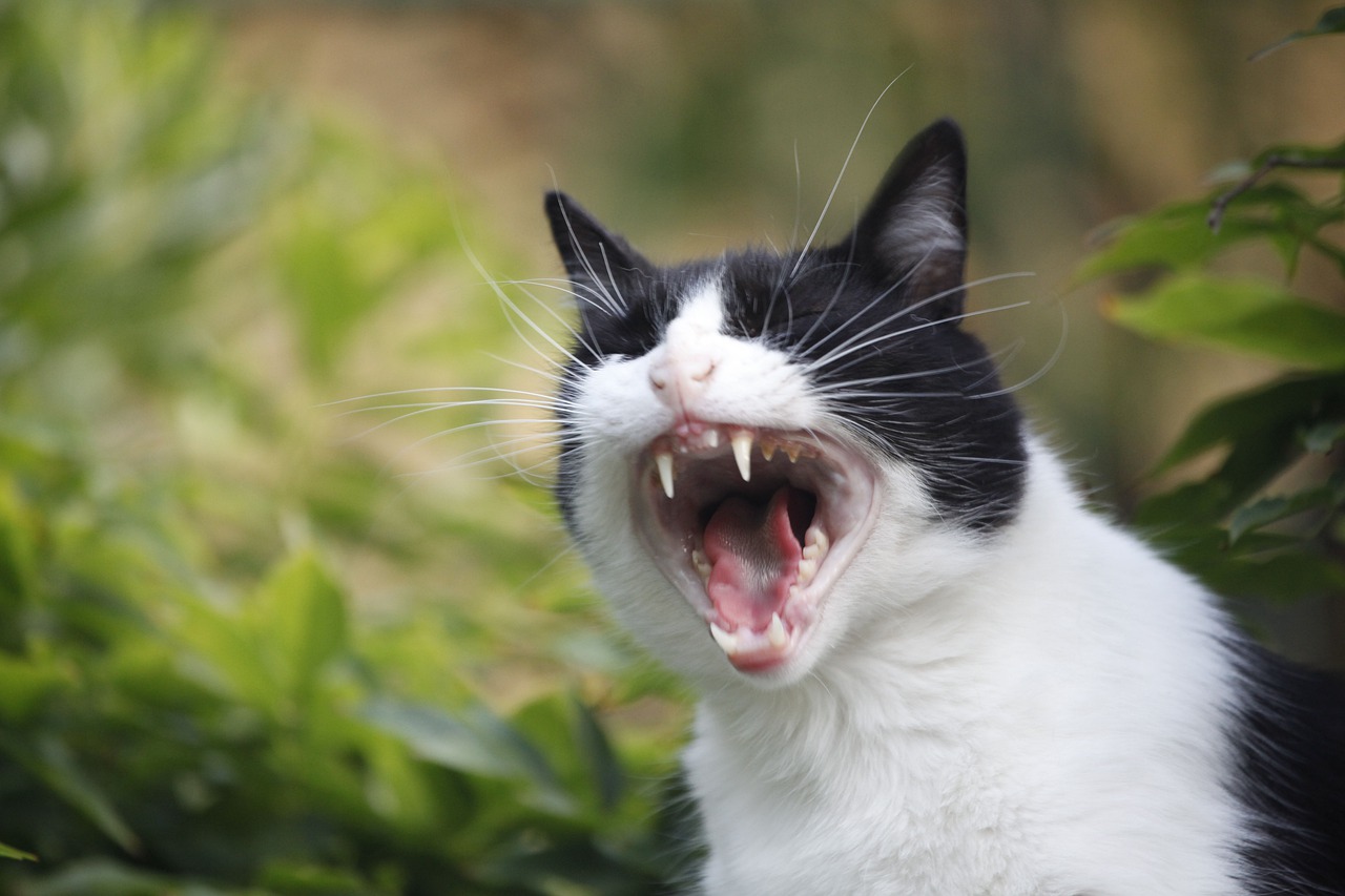 cat  portrait  yawn free photo