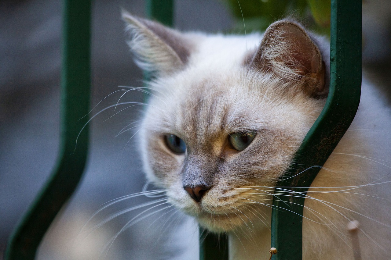 cat  portrait  mammal free photo