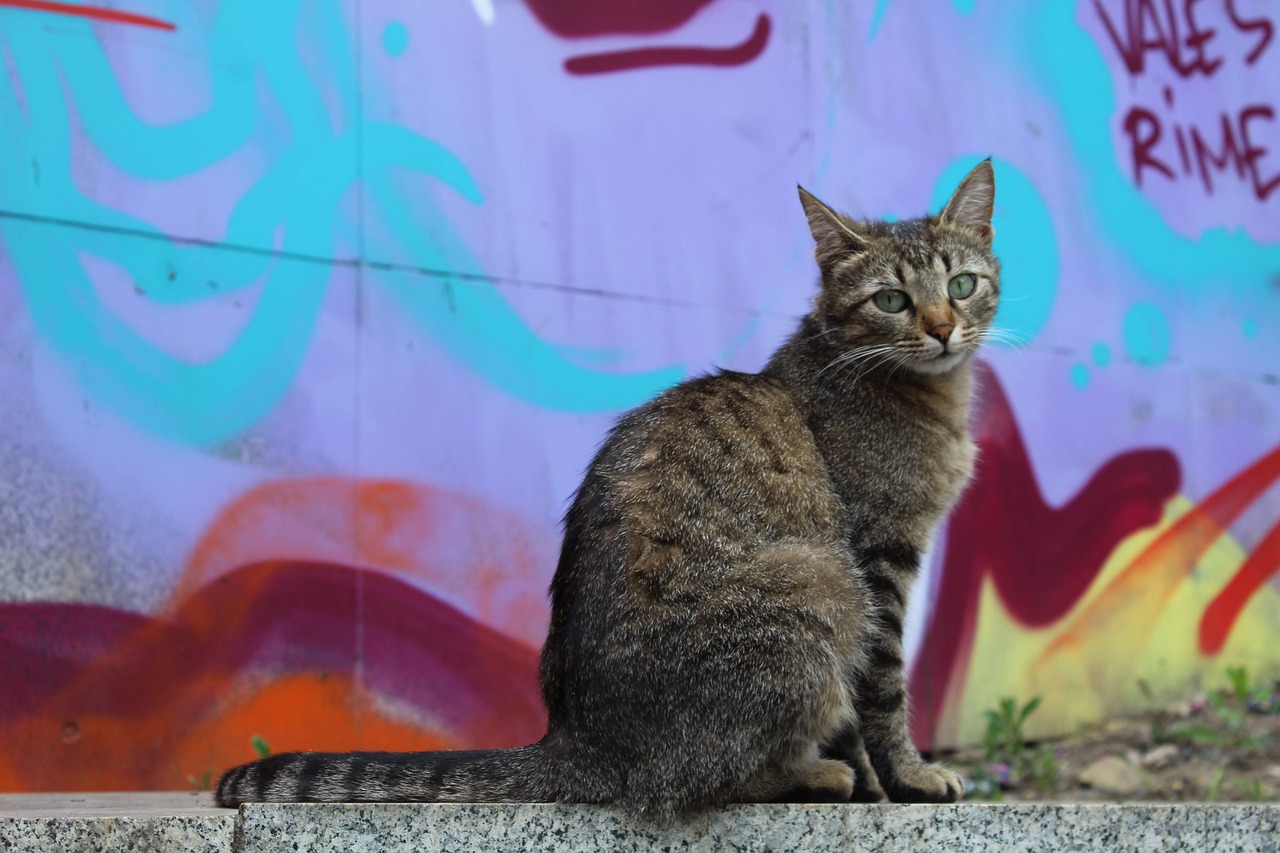 cat  graffiti  europe free photo