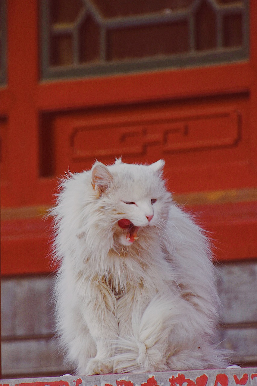 cat  red  kitten free photo