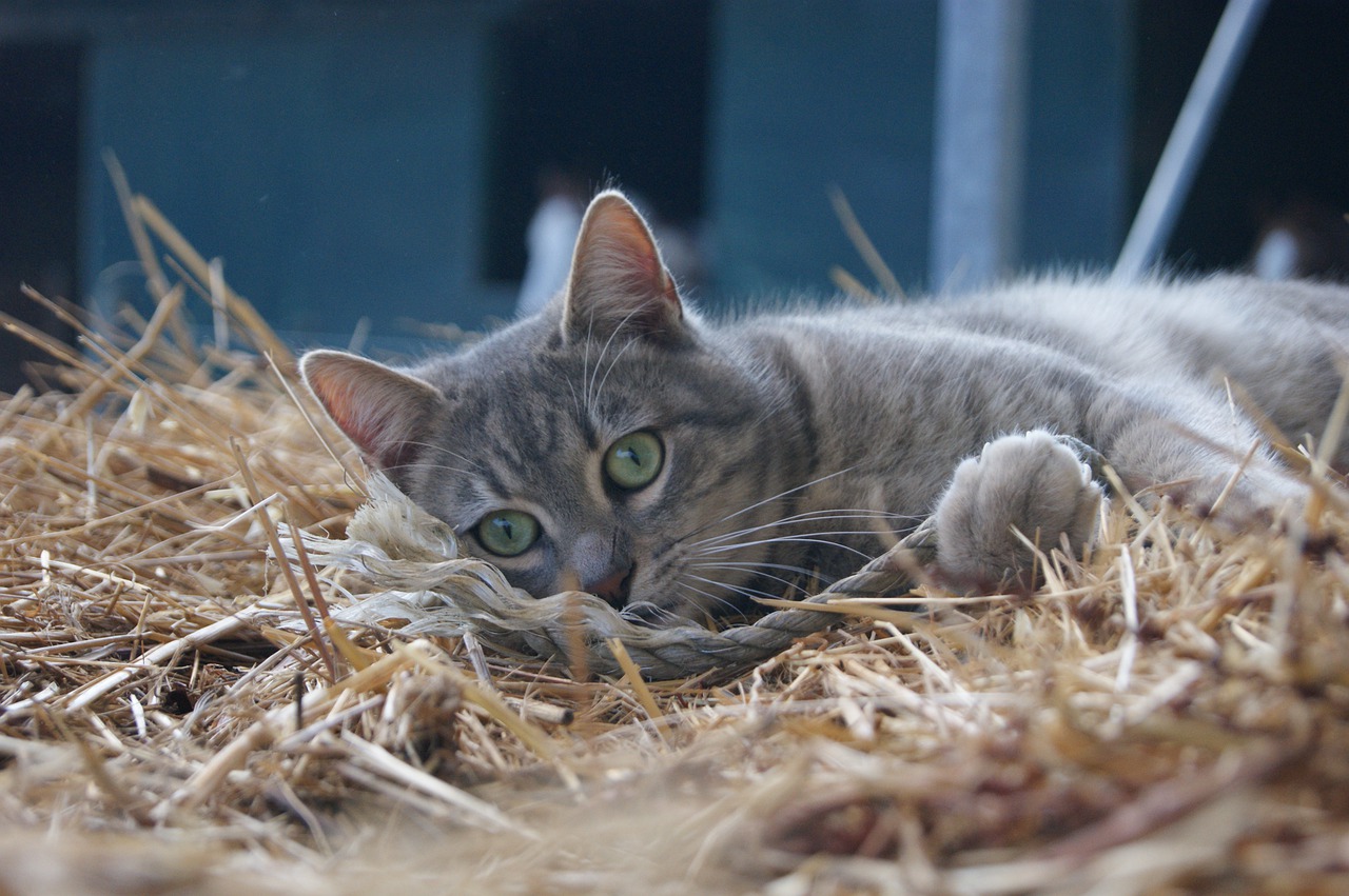 cat  cats  hairy free photo