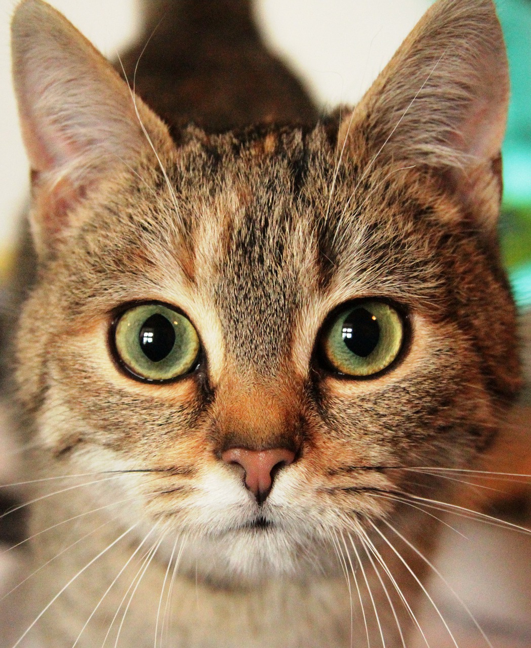 cat  animal eyes  kitten free photo