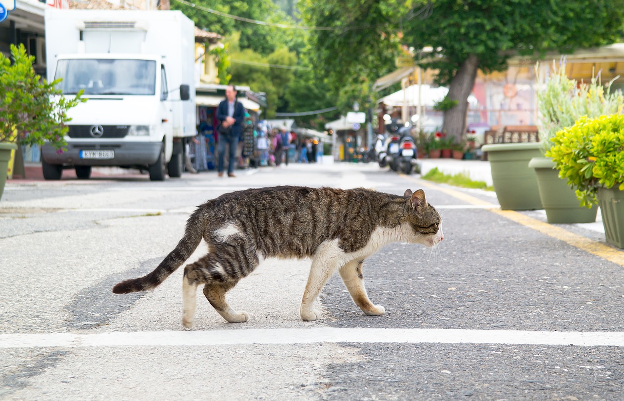 cat  walk  street free photo