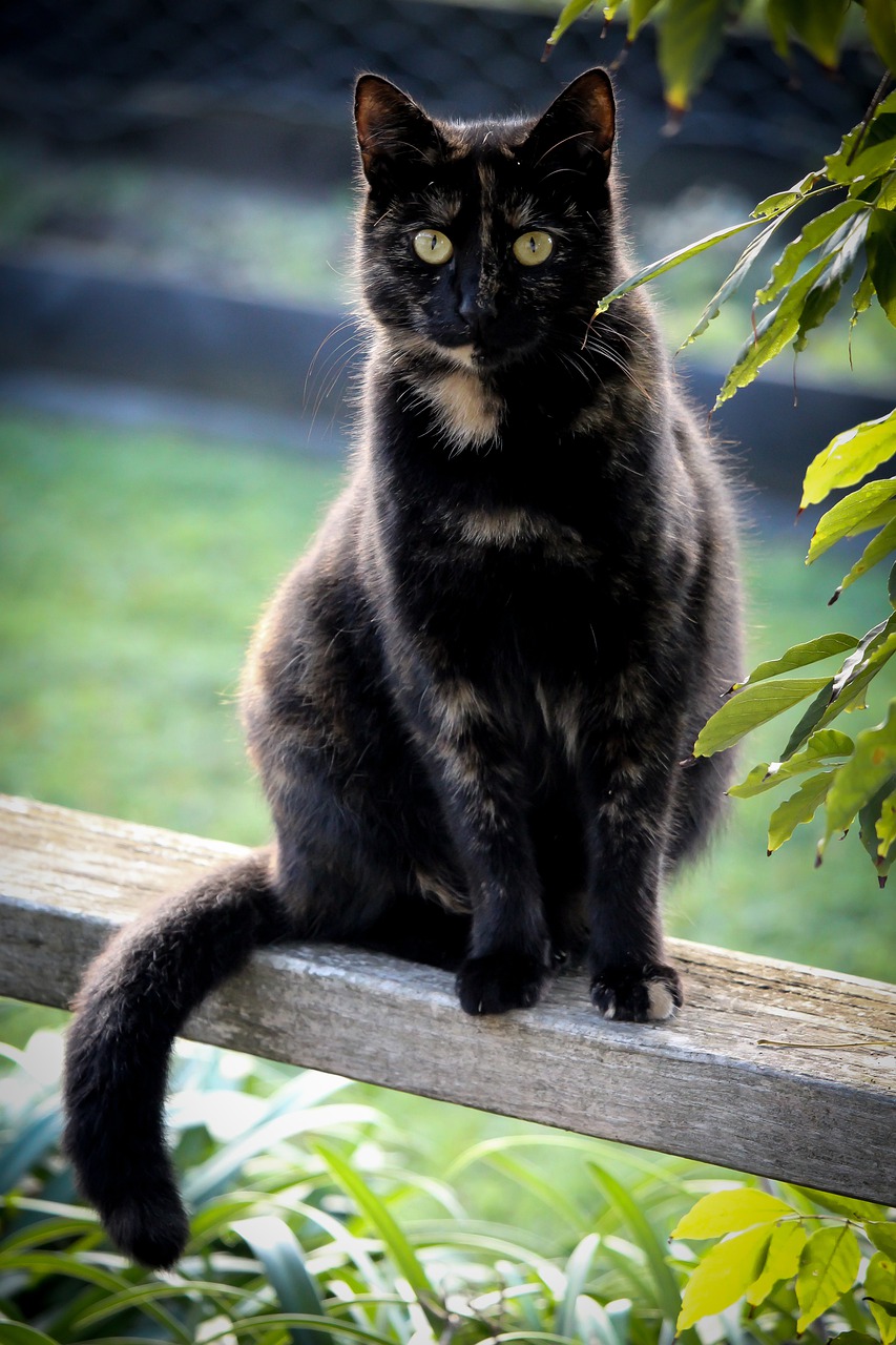 cat  black  tortoiseshell free photo