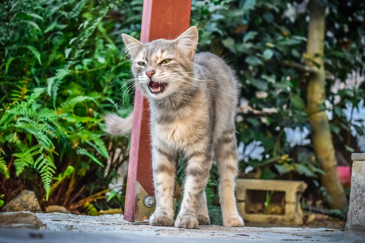 cat  stray  wild free photo