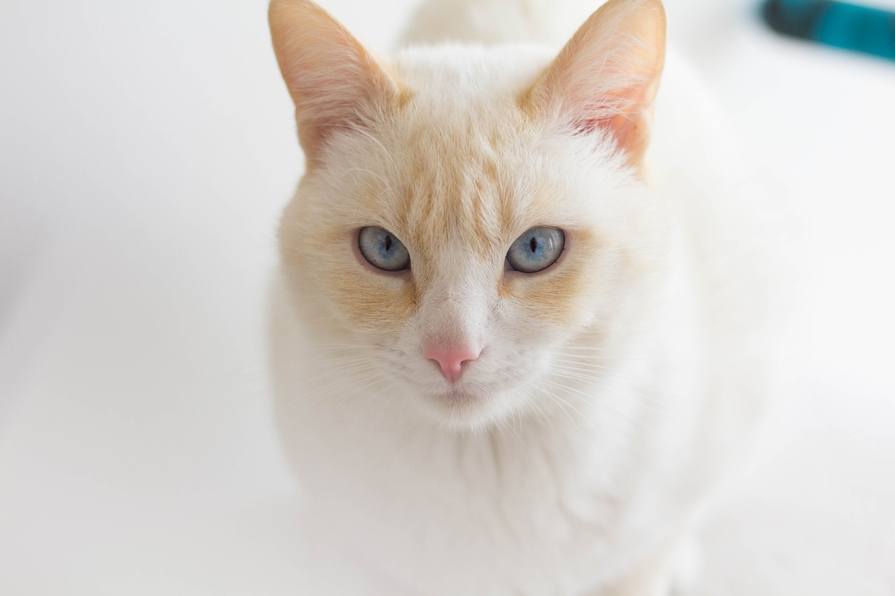 cat  albino  white free photo